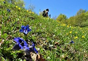 49 Gentiana clusii